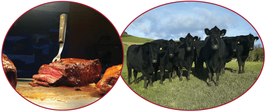 Aberdeen Angus cattle and beef