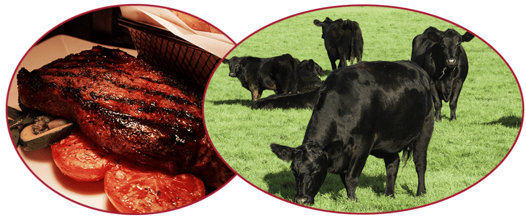 Aberdeen Angus cattle and beef
